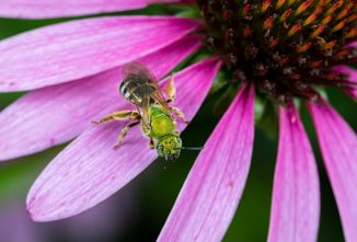 Do Domestic Honeybees Impact Native Bee Populations?